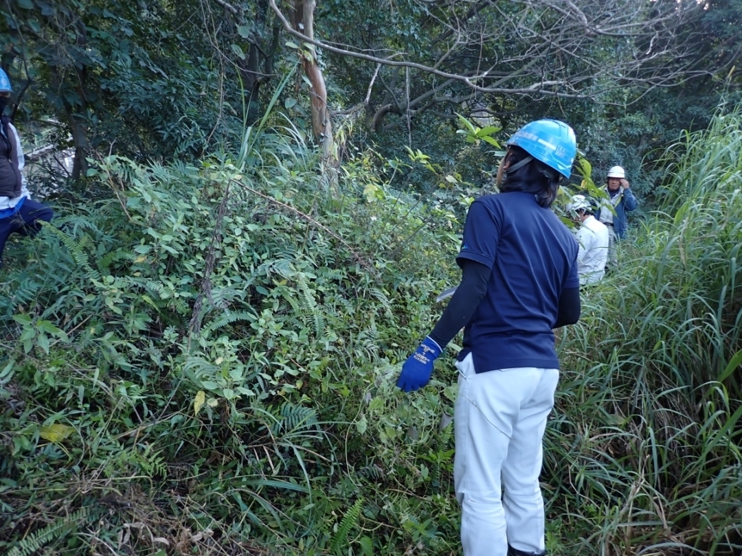 ツルヒヨドリを探して丁寧に抜き取る＃