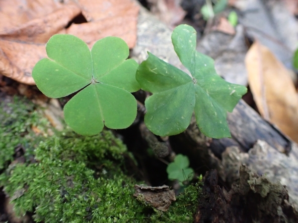 写真４：外来種ムラサキカタバミ