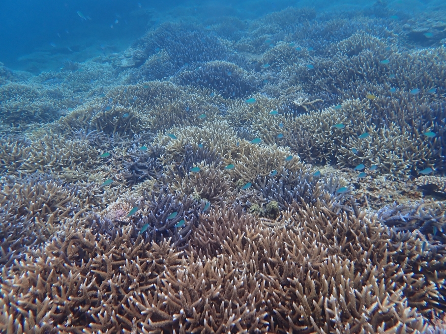 サンゴ礁