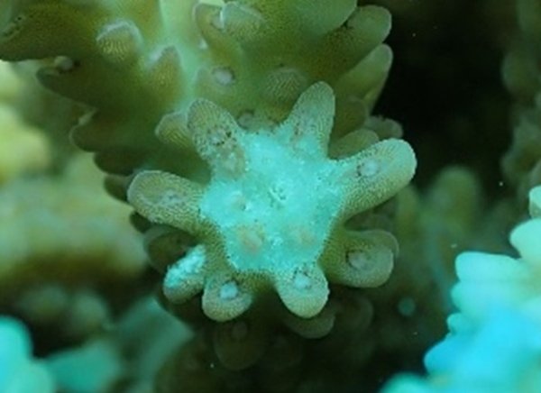 ハナガサミドリイシの卵をチェック