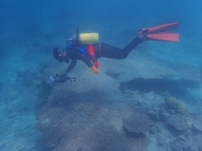 大規模白化の影響があった４mの卓状ミドリイシ