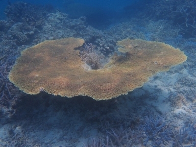 健全な卓状ミドリイシ