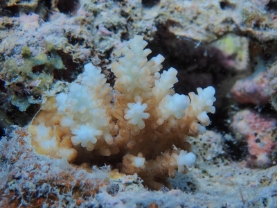 およそ２歳齢の稚サンゴ