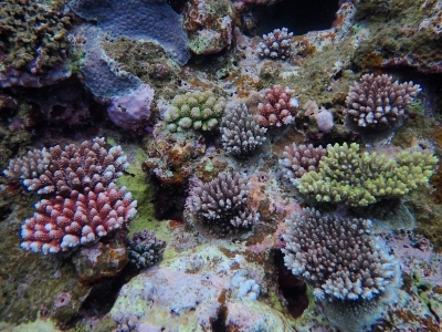 稚サンゴが成長している様子