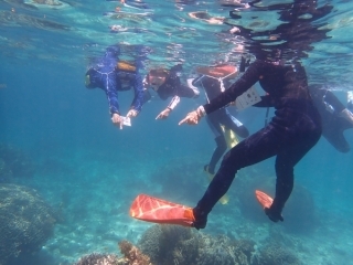 海の生物観察
