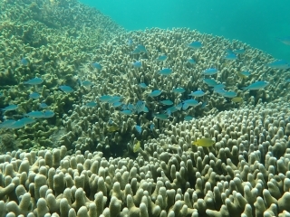 ユビエダハマサンゴ群落
