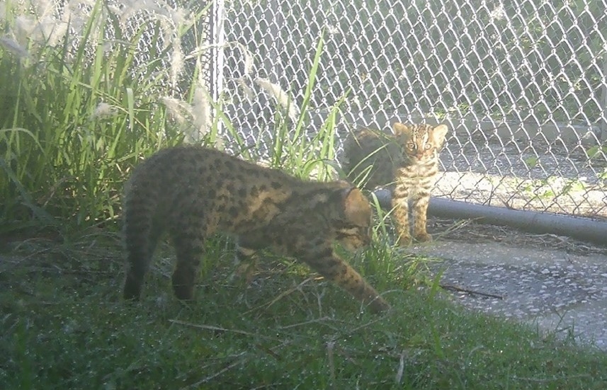 下島の南部（厳原町豆酘）に設置した自動撮影カメラに撮影された幼獣