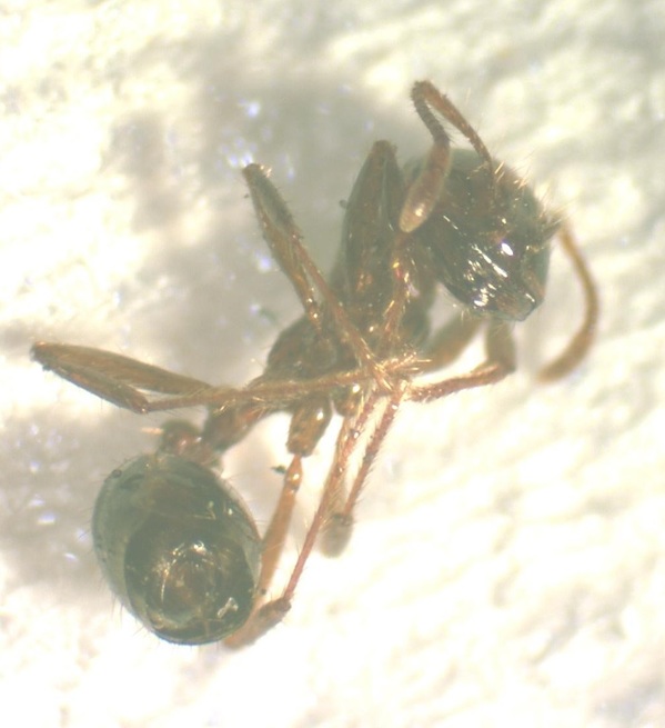 今回発見されたヒアリ(写真:福岡市提供)