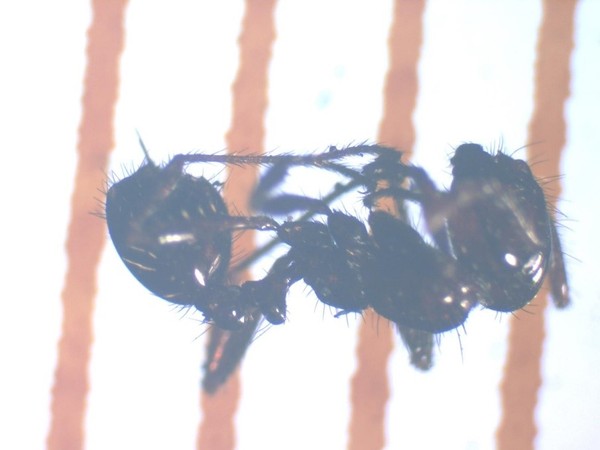 今回発見されたヒアリ(写真:福岡市提供)