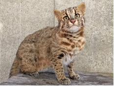 出産した母親個体（名称：マミ）