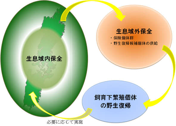 図 生息域内保全、生息域外保全、飼育下個体の野生復帰の関係
