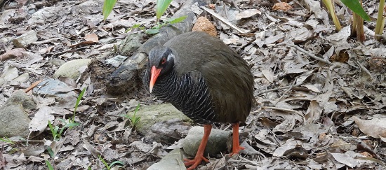 ▲ヤンバルクイナ生態展示学習施設で展示されているヤンバルクイナ「キョンキョン」（2017年4月3日撮影）