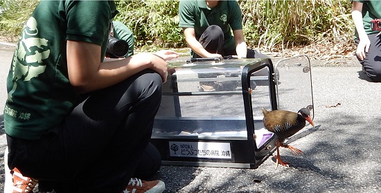 治療が終わり、発見場所付近にて放鳥されるヤンバルクイナ（2017年5月26日撮影）