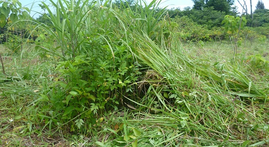 ▲巣が露出してしまった場合、カラス等の捕食者に見つからないよう草木で隠します（2017年5月23日撮影）