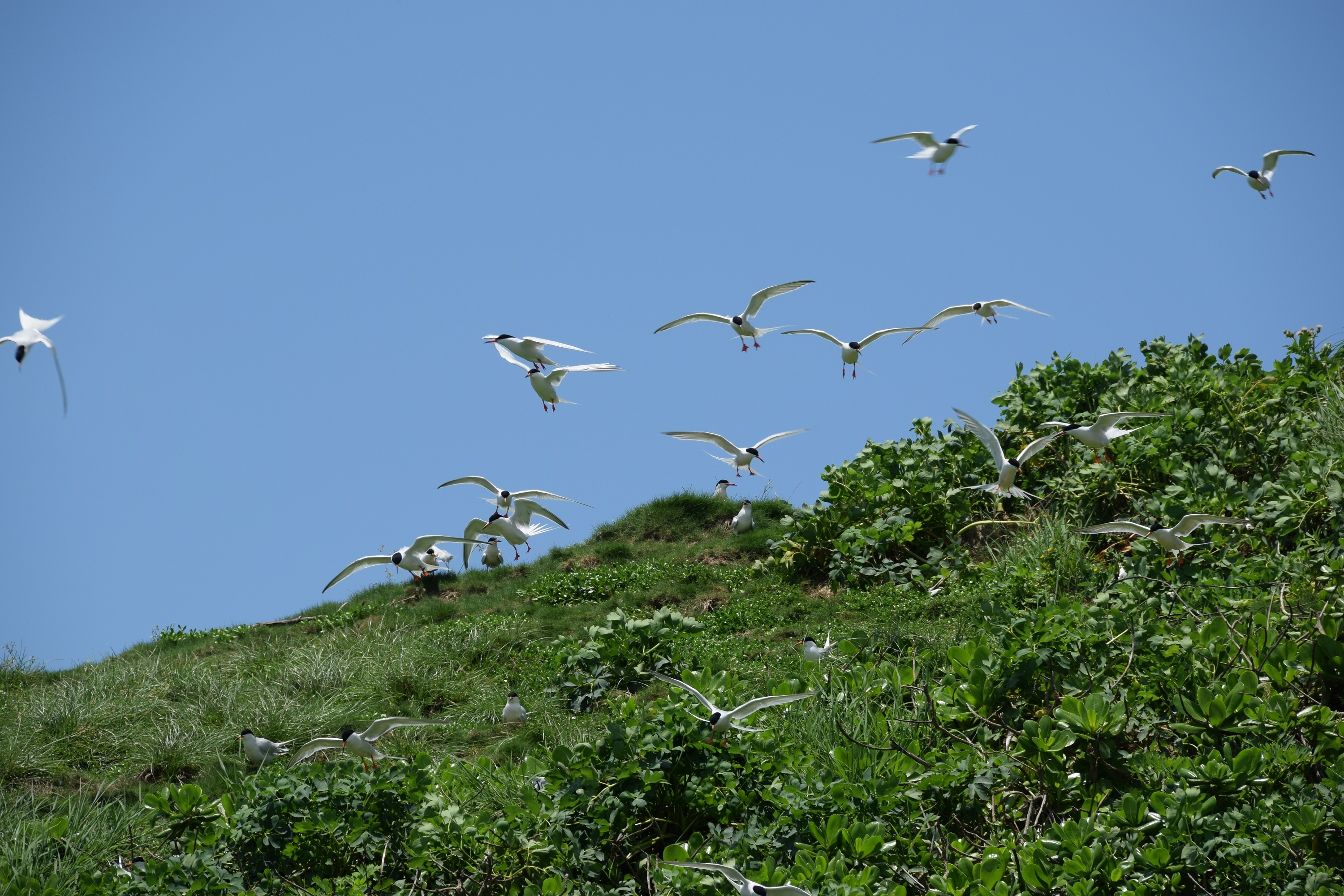 ベニアジサシの群