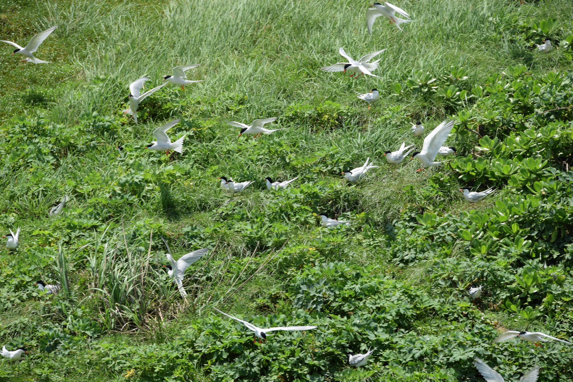 ベニアジサシの群２