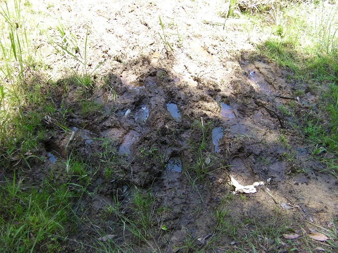 湿地帯が踏み荒らされて、いくつもの足跡が重なるように残されている様子が写されています（２０２１年６月撮影）
