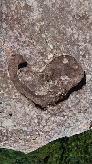 画像の上下を入れ替えて、ハート型がわかりやすいようにしたもの