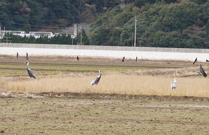 令和3年12月21日に撮影された飛来したマナヅル3羽が間隔を空けて写っている写真