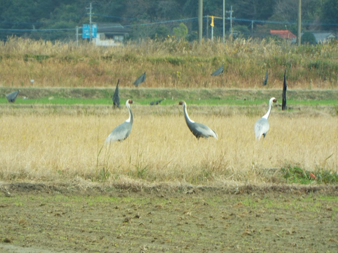 令和3年12月21日に撮影された飛来したマナヅル3羽が間隔を狭めて写っている写真
