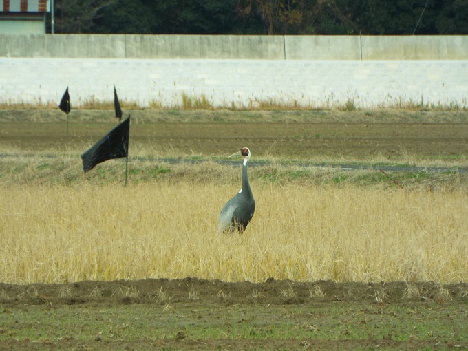 令和３年１２月２１日に撮影された飛来したマナヅル１羽がが大きく写されている写真で、目の周りが赤くなっている特徴が確認できます