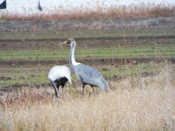 令和３年１２月２１日に撮影された飛来したマナヅル２羽が大きく写されている写真で、１羽はエサをついばみ、もう１羽は周りを警戒しているように見え、目の周りが赤くなっている特徴が確認できます