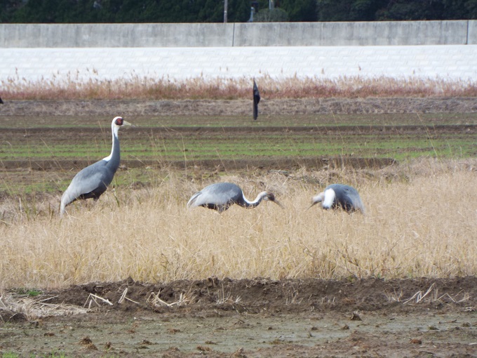 令和３年１２月２１日に撮影された飛来したマナヅル３羽の写真で、２羽がエサをついばみ、その横に立った１羽が周りの様子を窺っている様子が確認できます