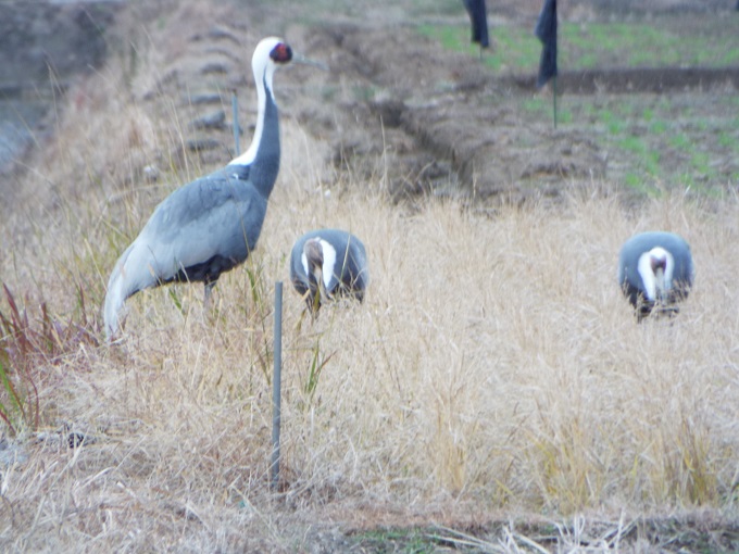 令和３年１２月２１日に撮影された飛来したマナヅル３羽の写真で、写真５と同様に、１羽は必ず周りを警戒しているようです