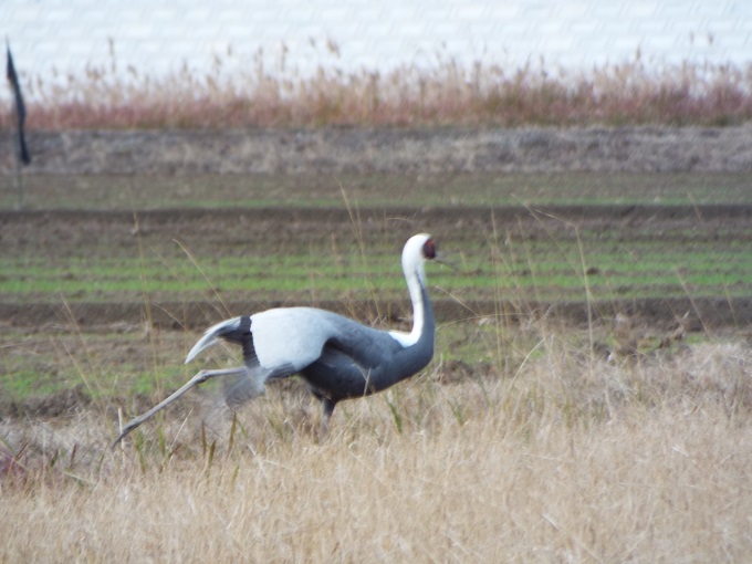 令和3年12月21日に撮影された飛来したマナヅル1羽の写真で、片足で立ったまま、もう片方の足を後方に延ばしている様子が確認できます