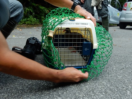 放鳥のために運ばれている最中のヤンバルクイナ（2017年9月23日撮影）