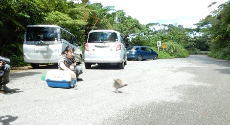 ケージから勢いよく飛び出して森へ帰っていくヤンバルクイナ（2017年9月6日撮影）