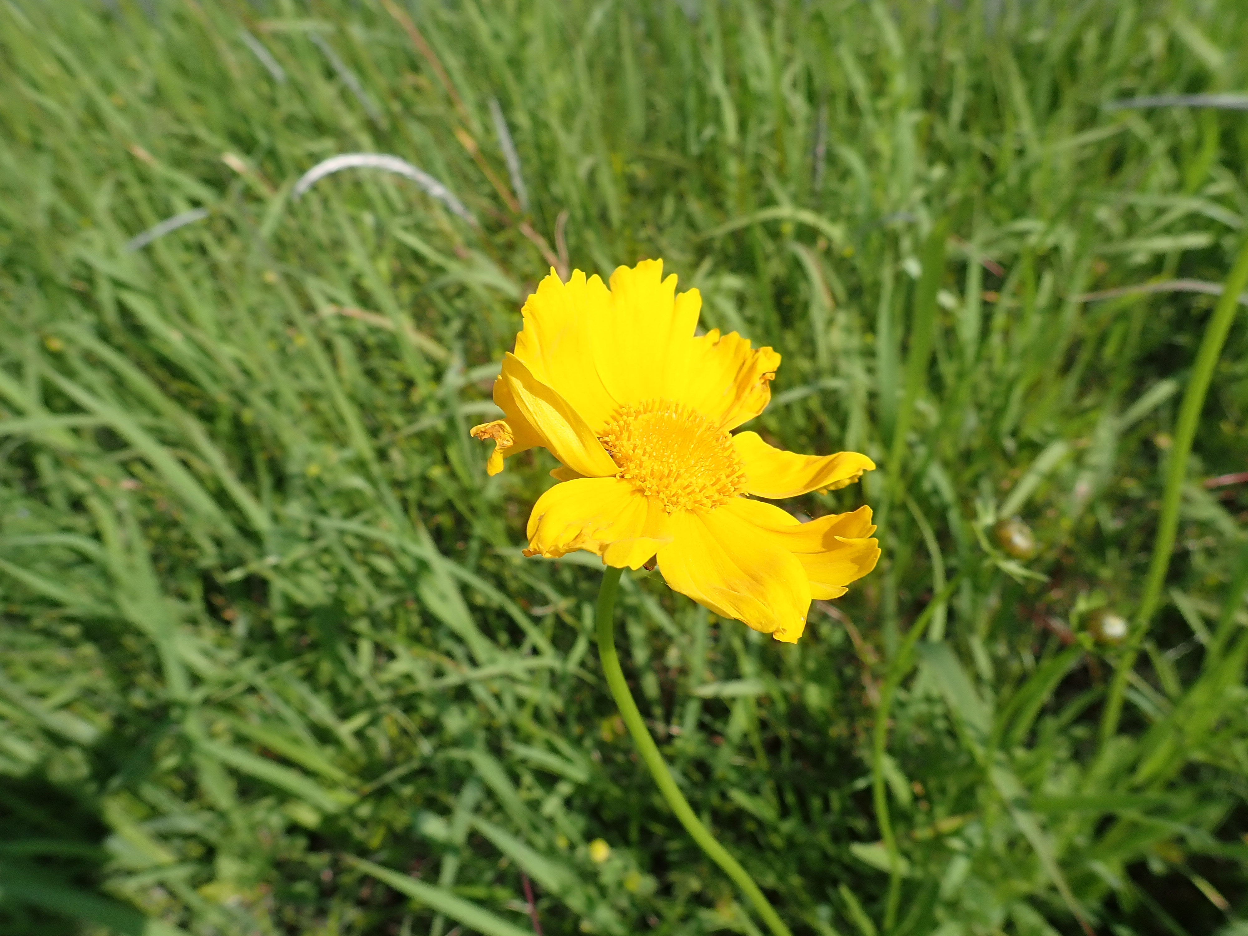 オオキンケイギクの花