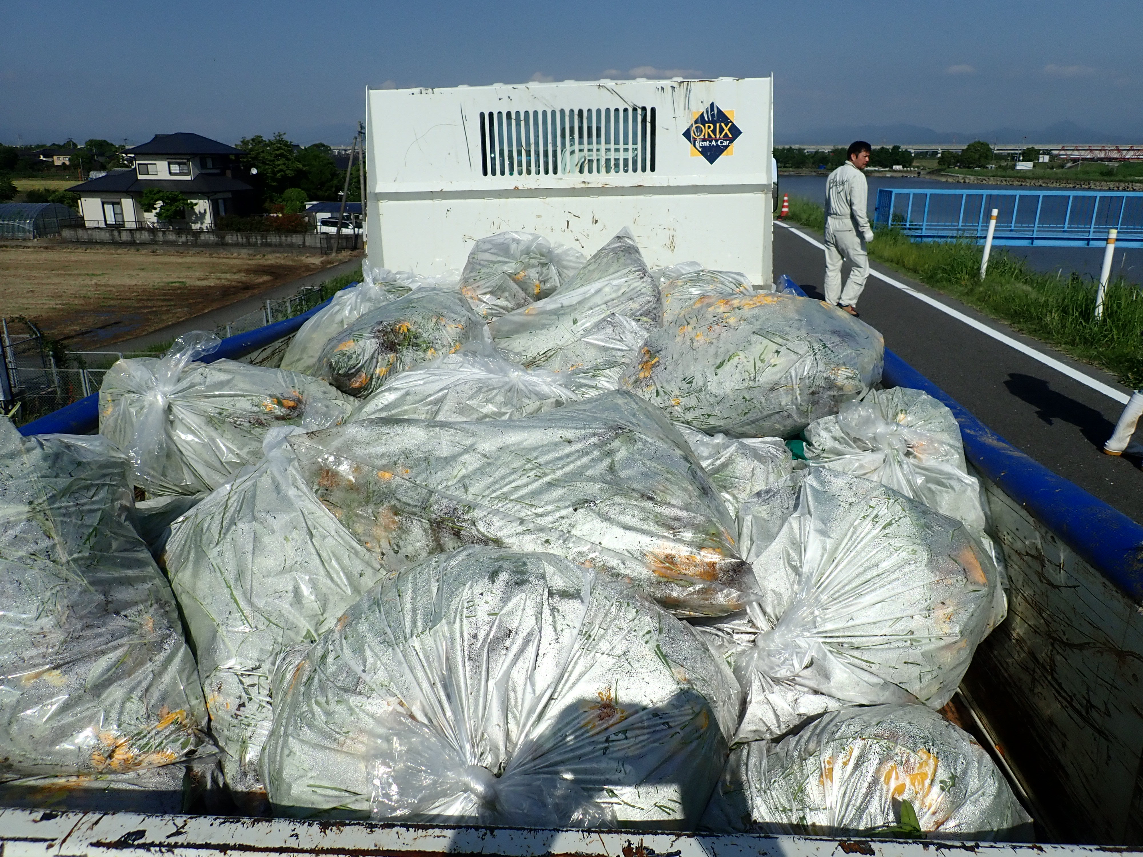 オオキンケイギクの駆除量