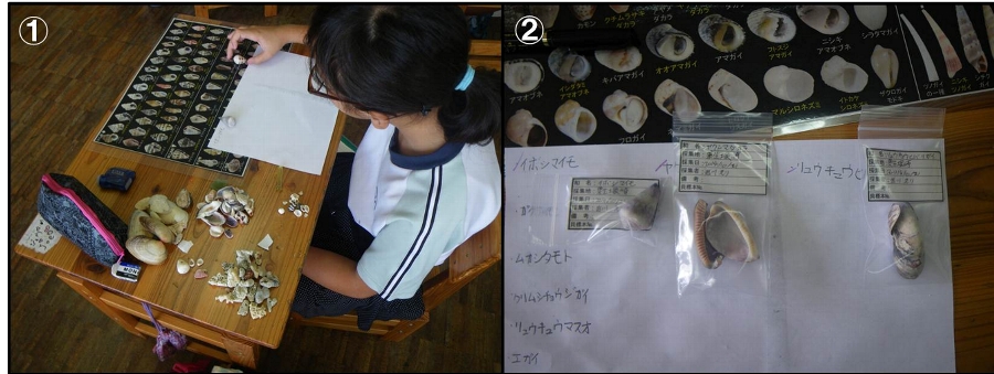 少々苦戦しながら貝の種判別をする児童の様子と貝の標本