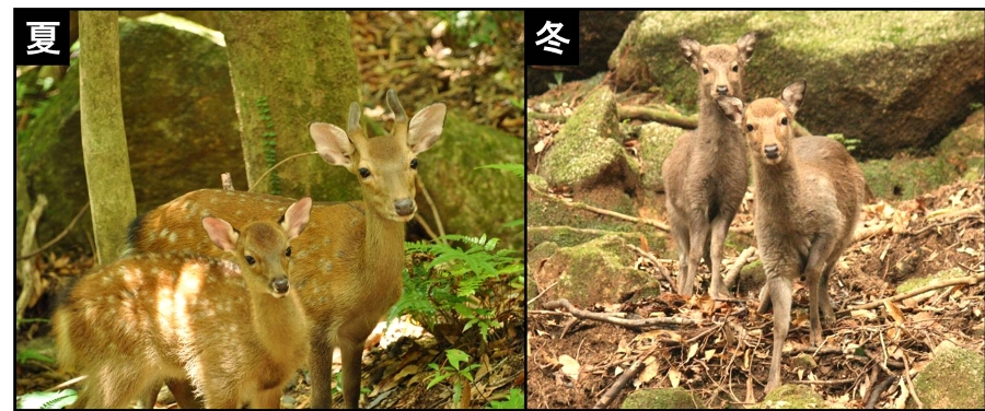 夏毛のヤクシカと冬毛のヤクシカ