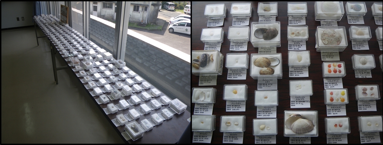 名和さんの貝標本