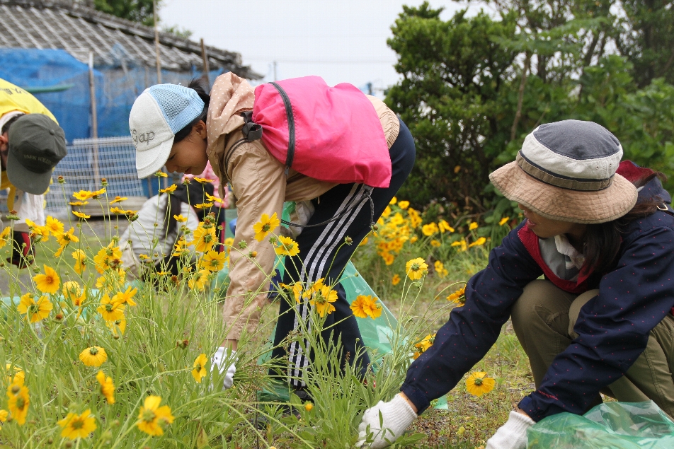 オオキンケイギクを抜く参加者