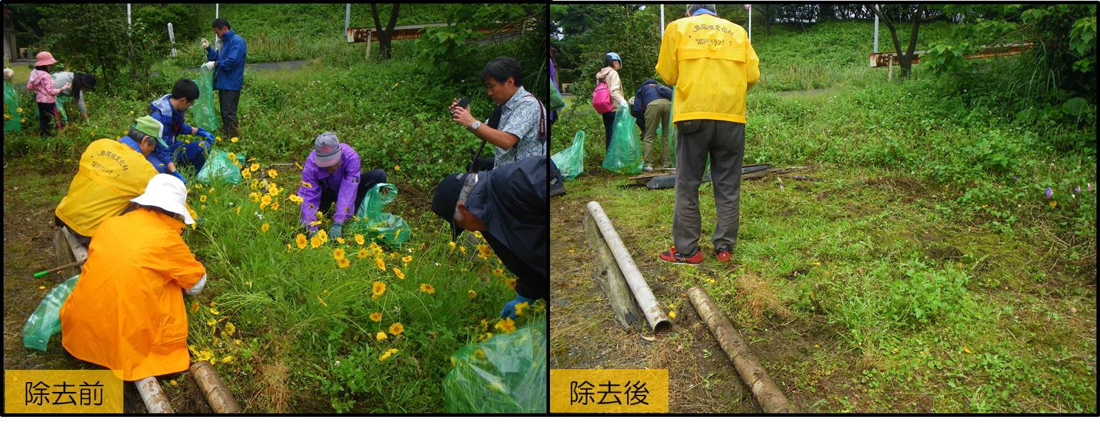 オオキンケイギクの除去前と除去後の様子