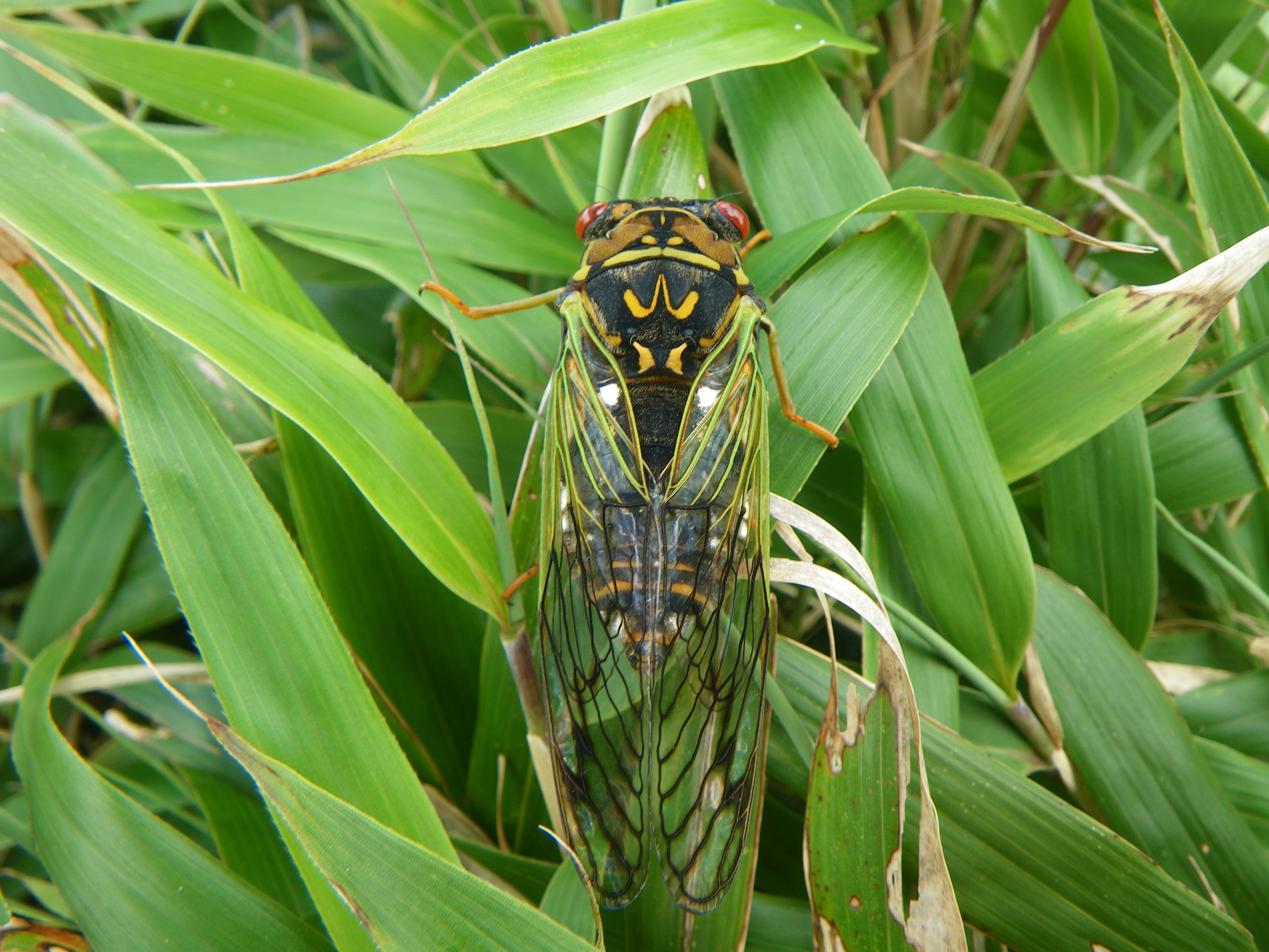 宮之浦岳山頂で撮影したヤクシマエゾゼミの写真