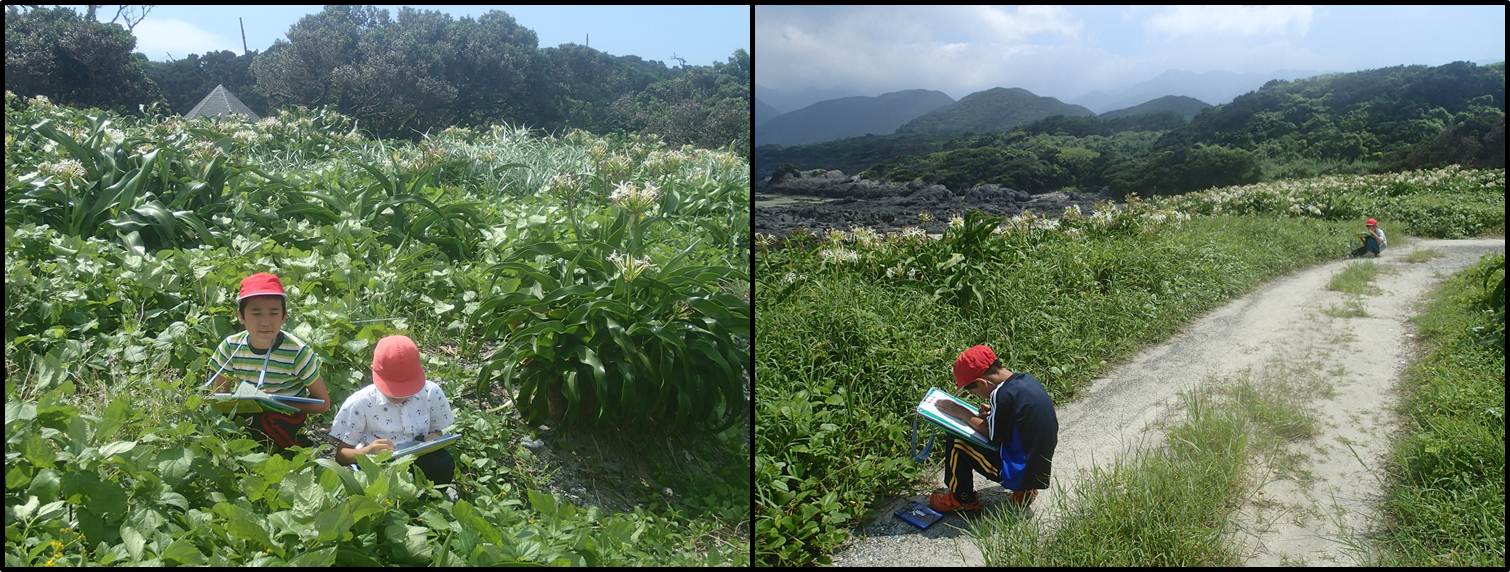 思い思いの場所で植物をスケッチする児童の様子