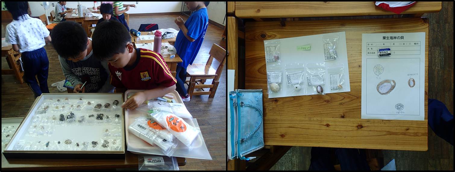 貝の名前を調べる児童の様子と完成した貝の標本とスケッチ
