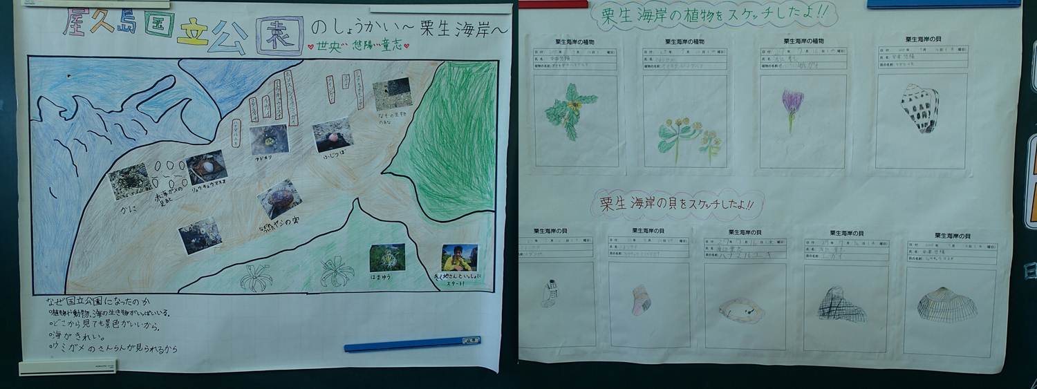 作成した栗生海岸の自然マップと植物と貝のスケッチ
