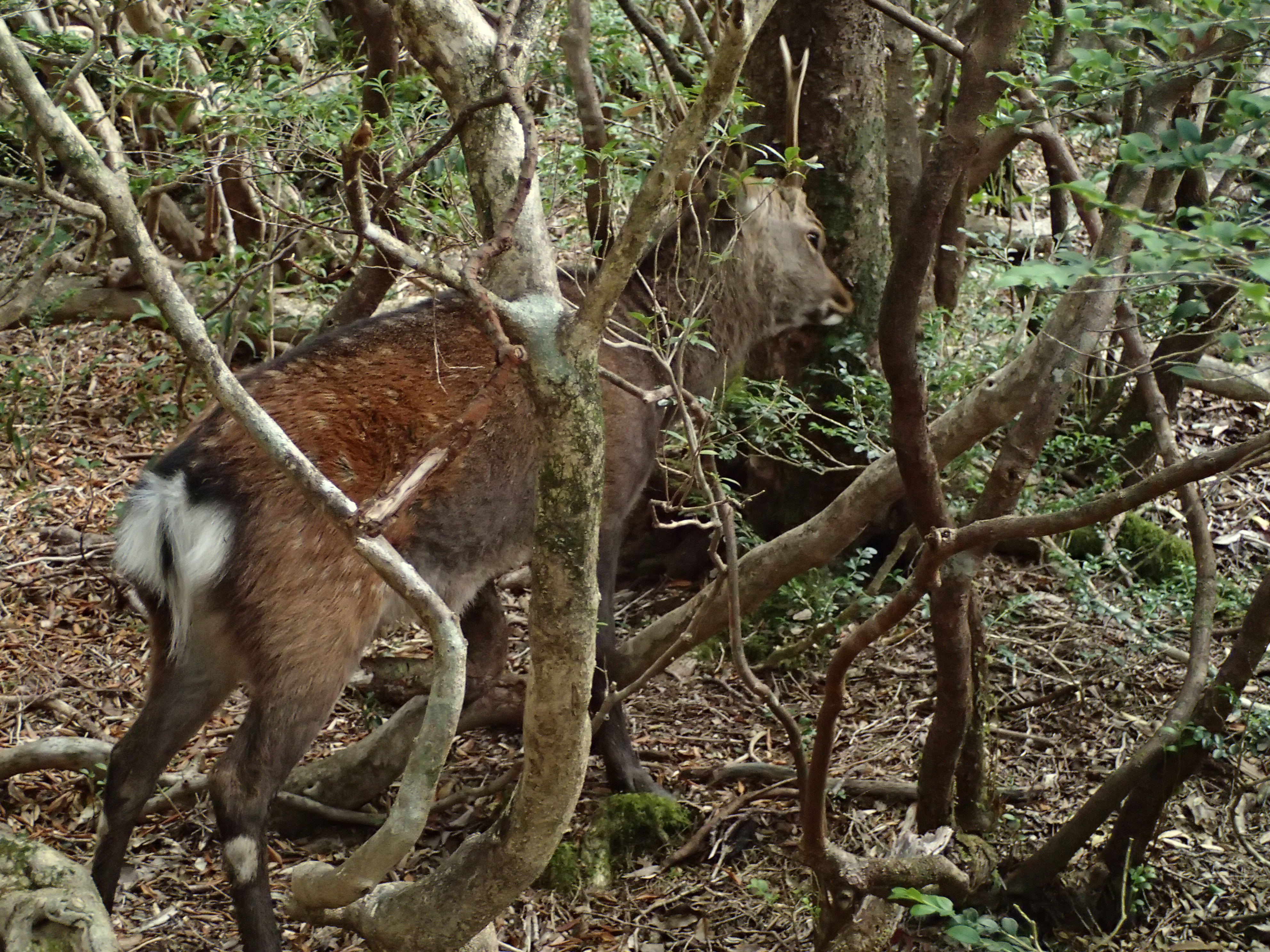 角とぎをするオスのヤクシカ