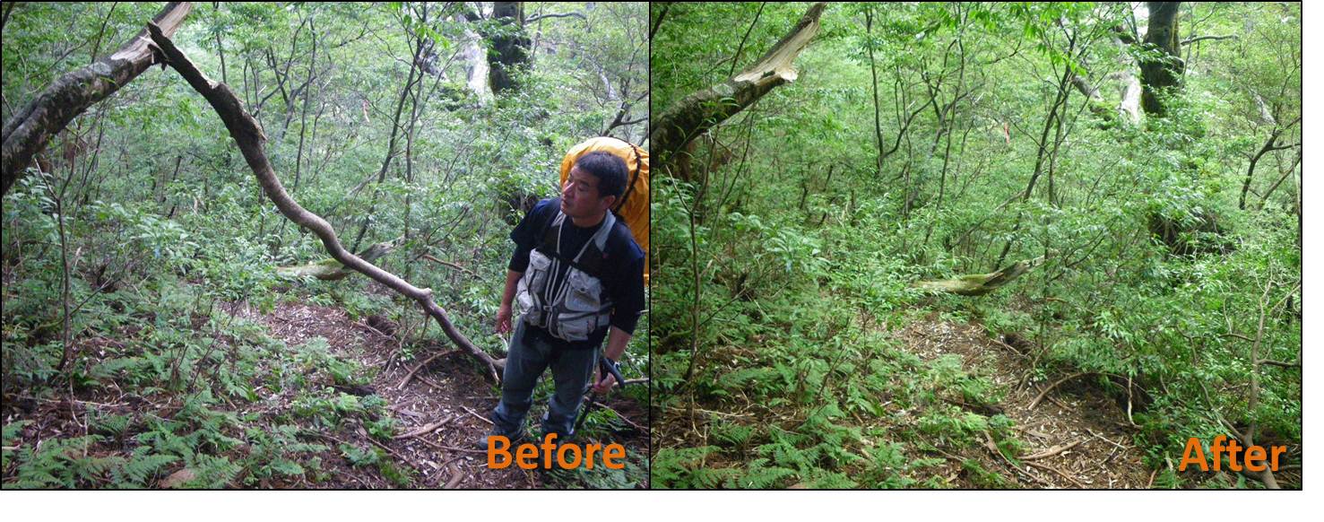 倒木を処理した登山道の様子