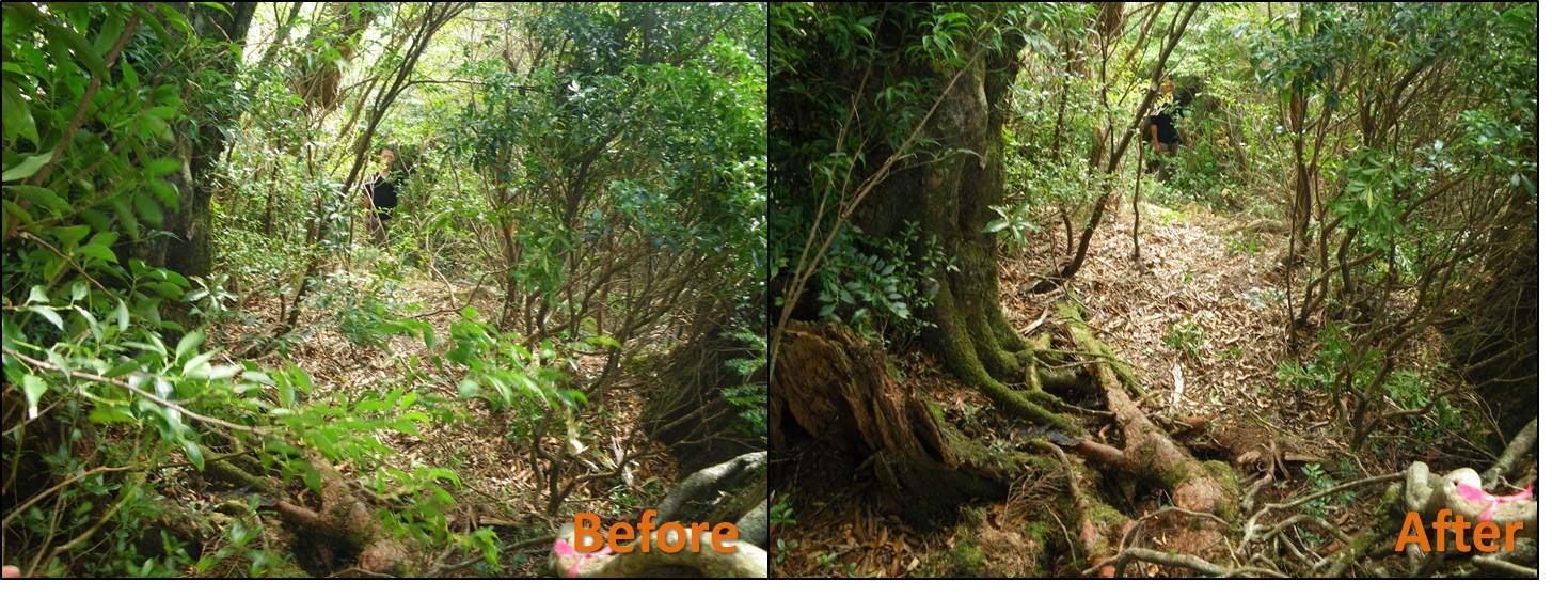 草払いで道が明確になった登山道