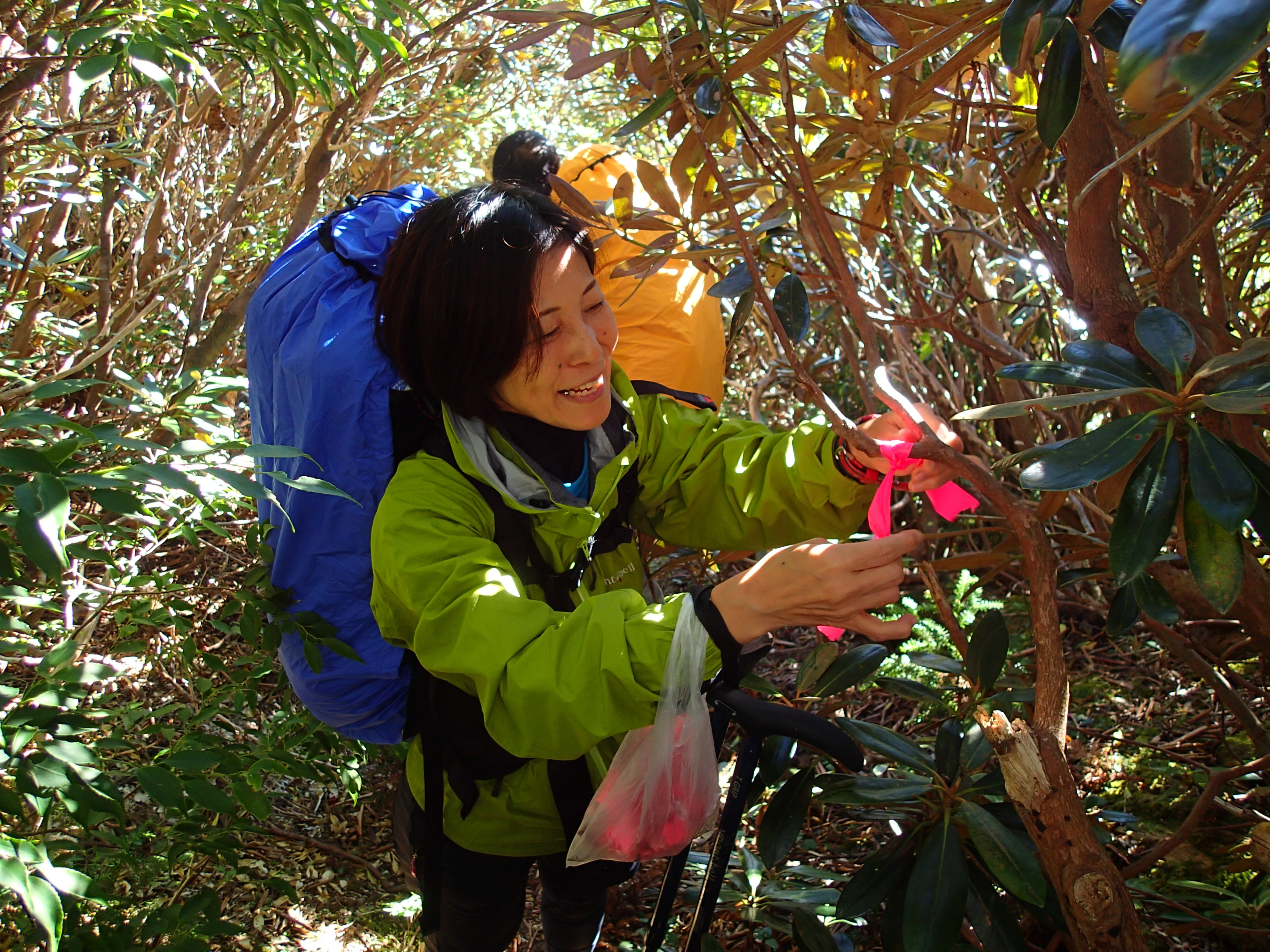 道迷い防止のピンクテープを取り付ける様子