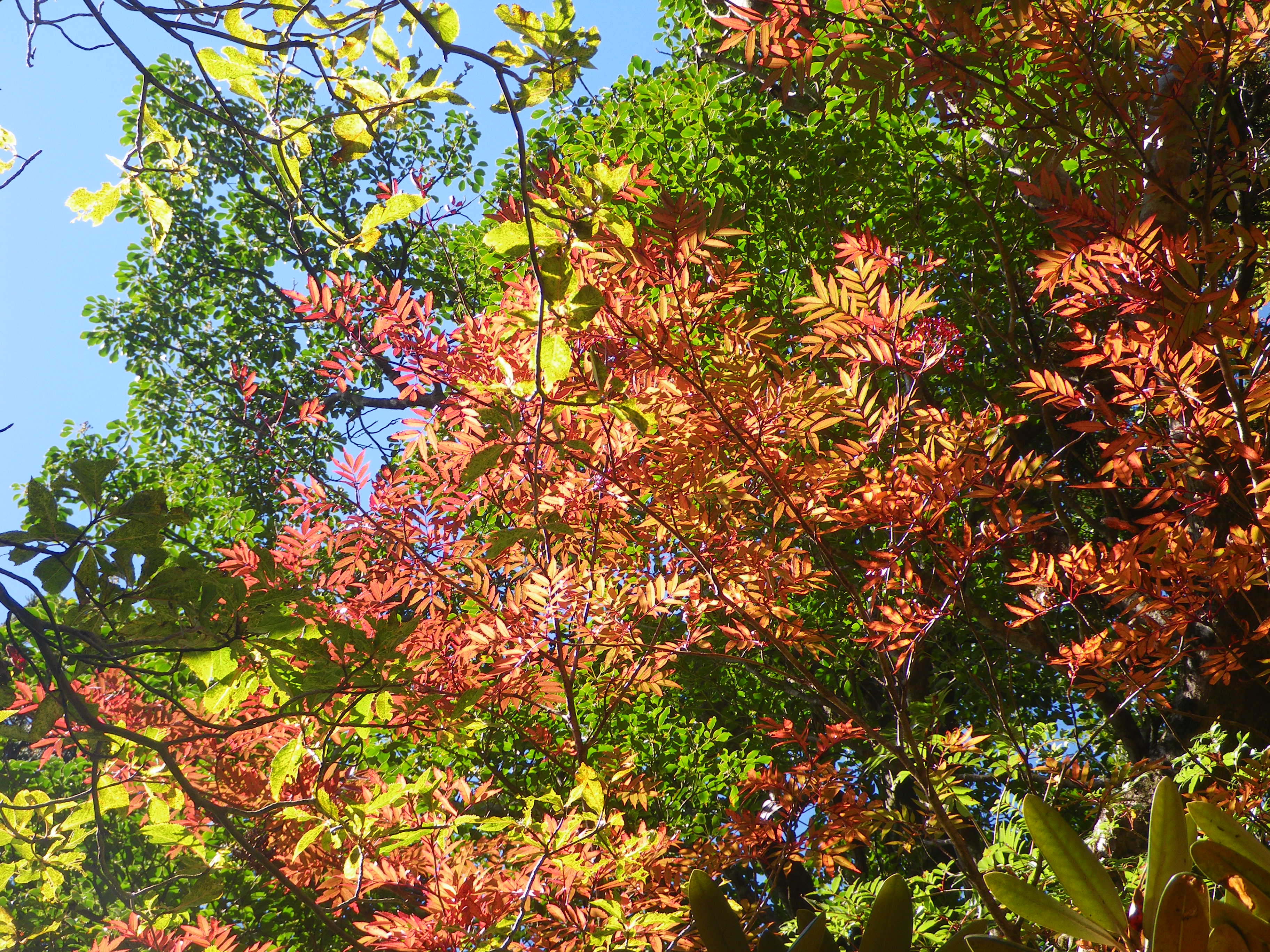 紅葉するナナカマド