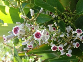 白い筒状の4mm程の、花弁は白色、中心は紅紫色の小さい花がたくさん咲いている。