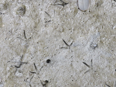 あしあと（漫湖Ｃ：2015年９月撮影）