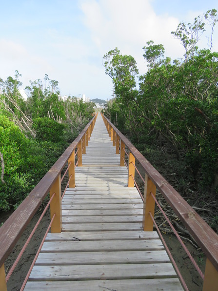 どこまでも続く木道（漫湖Ｃ：2015年９月撮影）